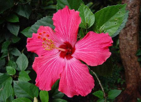 Pourquoi le vaccin fait flipper les Français