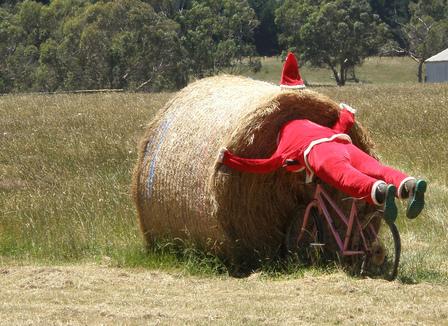 Noël, son sapin et ... ses marronniers !
