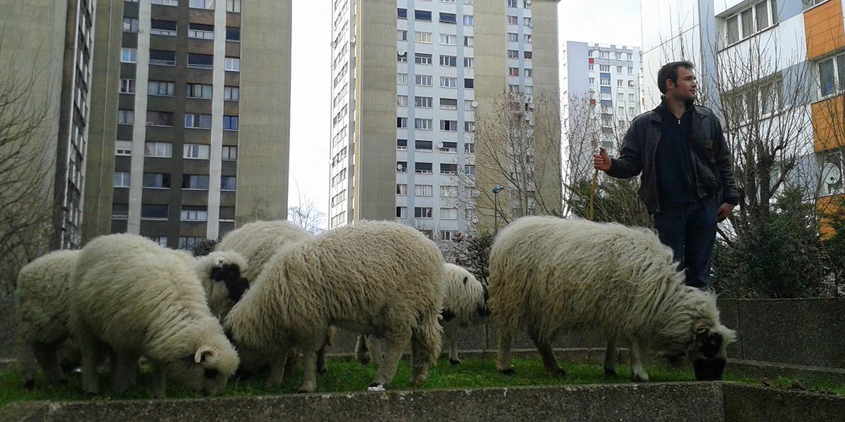 Pour quelques dollars de plus : des moutons dans le 9-3