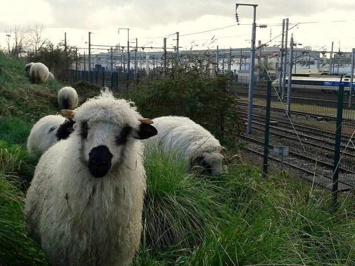 Les pâturages du 9-3