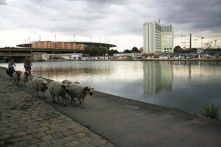 Vont-ils tondre le Stade de France 