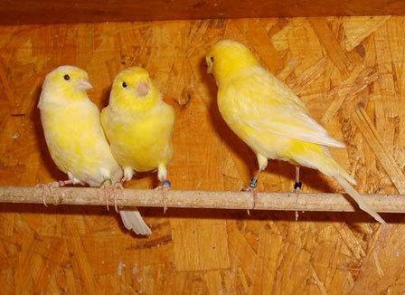 « Un canari, ça tousse l'hiver » : Le président du Club Européen du Canari Bernois répond à StreetPress