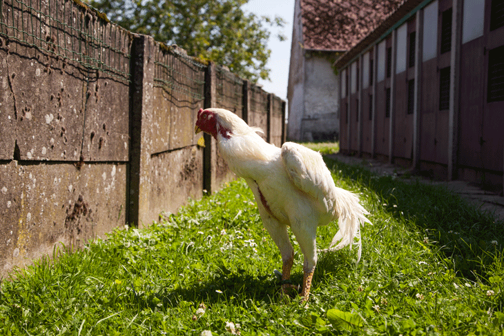 Les coqs s'entraînent en plein ai