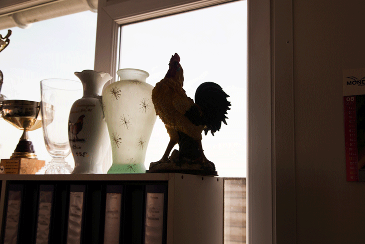  « Je suis affirmatif : les coqs ça disparaît 