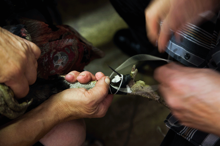 Normalement, les armes des coqs doivent être en pointe et parfaitement lisse