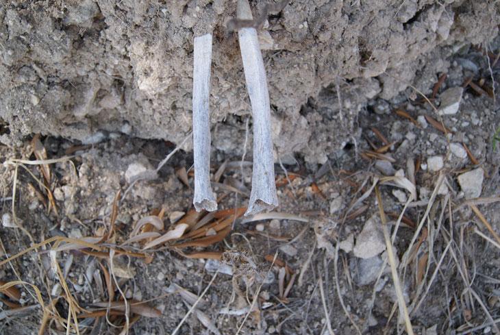 Des ossements dépassent d'un rocher, à Lesbo