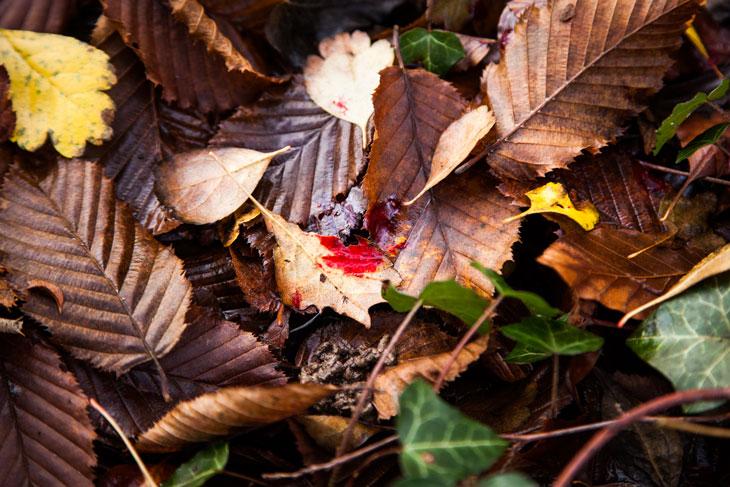 Malgré un chien de sang, dressé pour pister l’animal, le sanglier demeure introuvable
