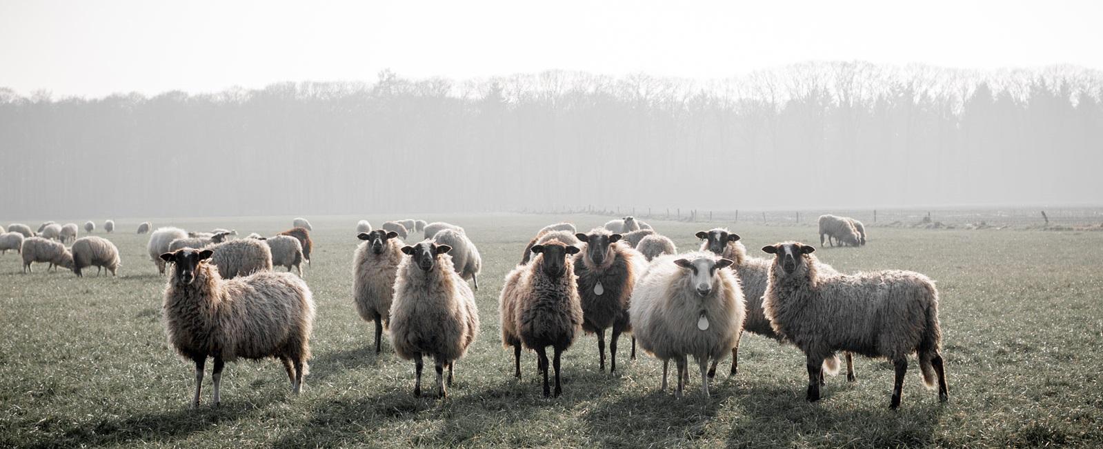 La galère des musulmans le jour de l’Aïd