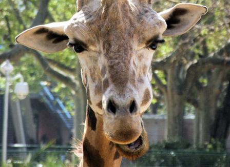 Pourquoi le vaccin fait flipper les Français