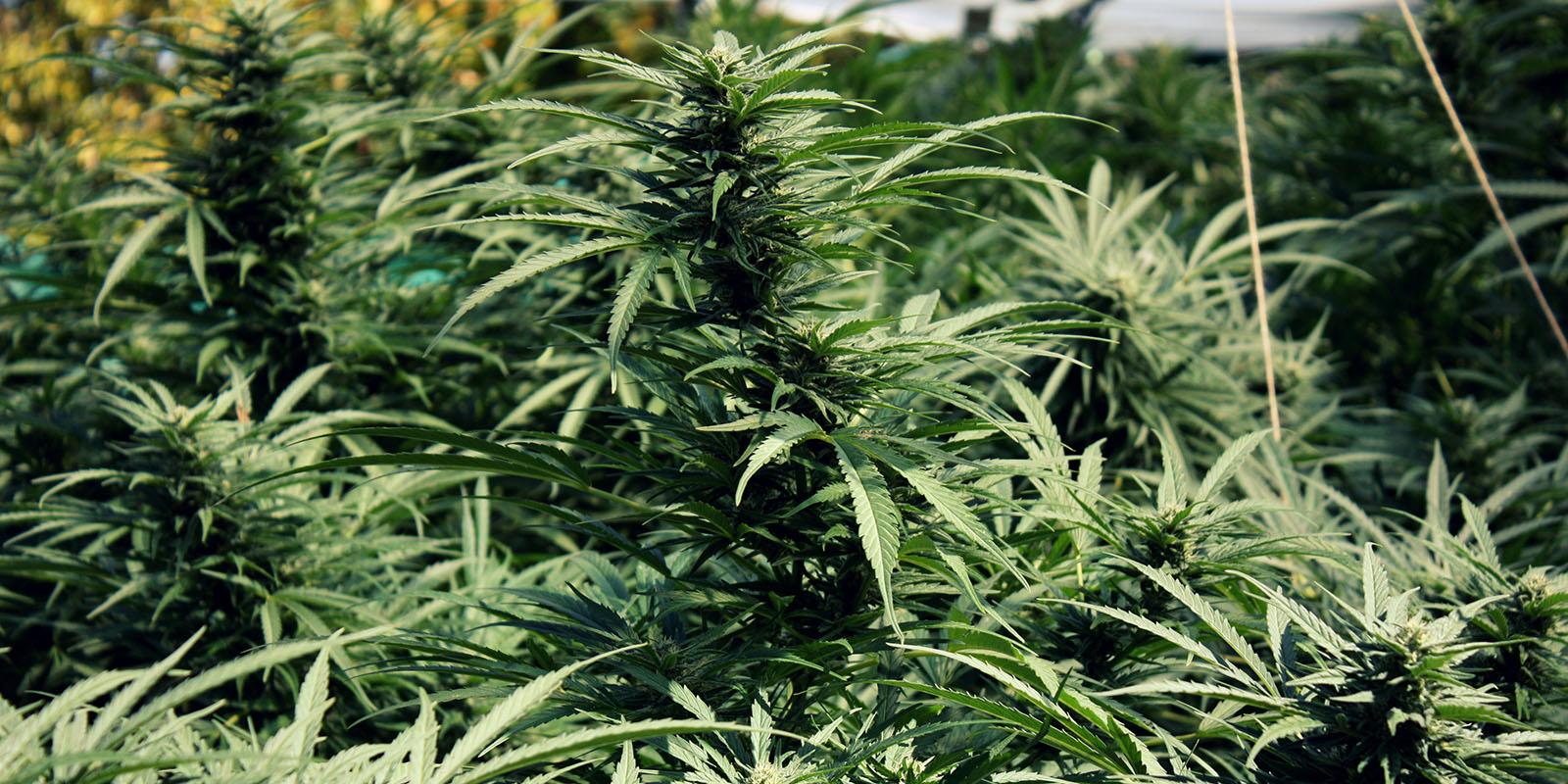 Cannabis Circus : l’émission de radio hebdomadaire consacrée à la weed