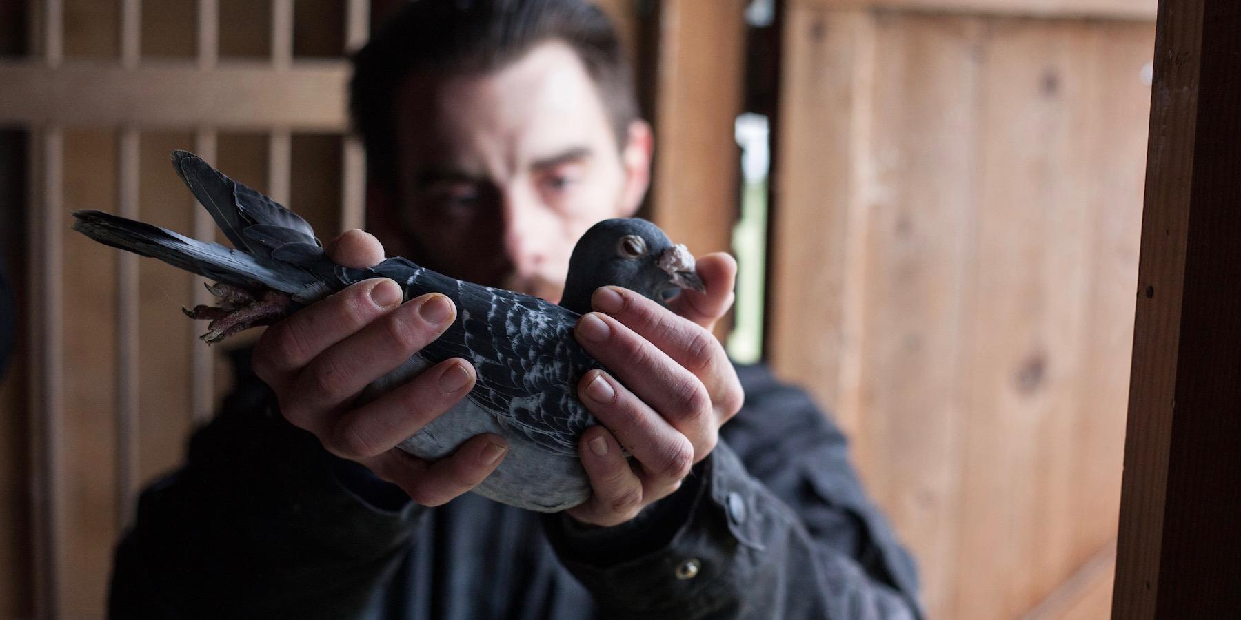 Profession : coach de pigeon voyageur