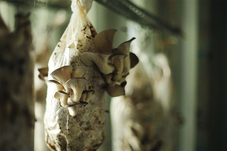 Un bio-matériau à base de bactéries et champignon