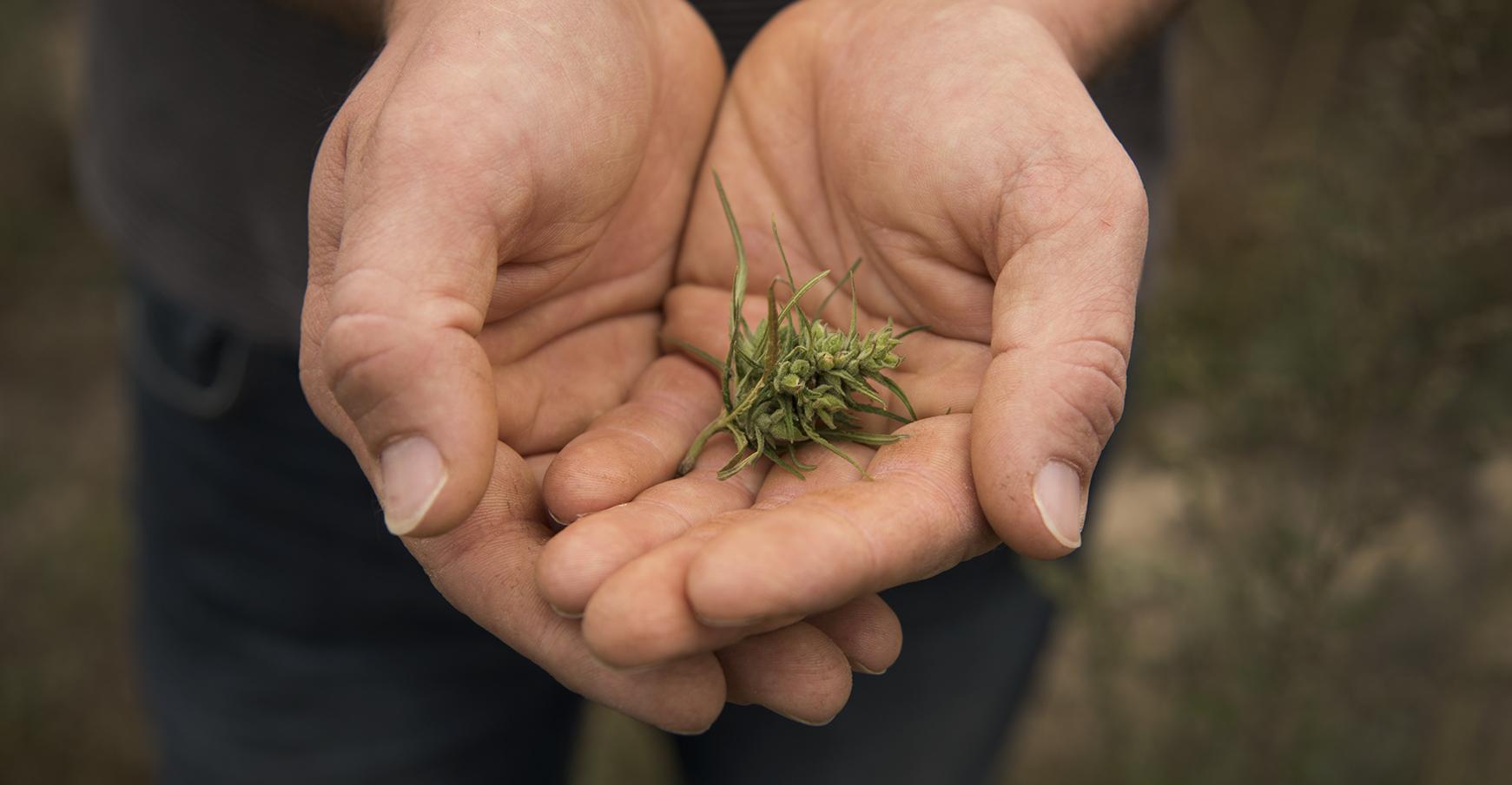 La Creuse rêve du cannabis thérapeutique pour relancer son économie