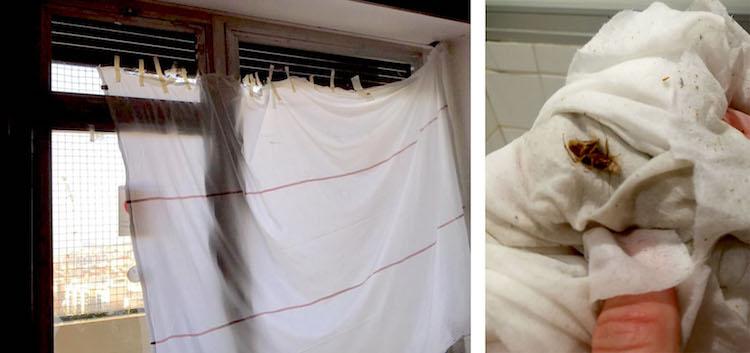 « J'ai dû scotcher des draps sur les vitres car les stores étaient cassés » (février 2019, selon nos sources) / Beaucoup de parents et de soignants ont rapporté la présence de nuisibles. (février 2017, selon nos sources