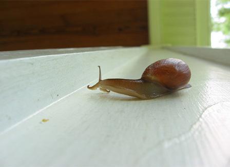 Des escargots géants, le dentier de Churchill et le Sud-Soudan ... le Morning Refresher