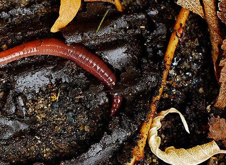 XXème à Paris : Un bac à compost dans ton patio