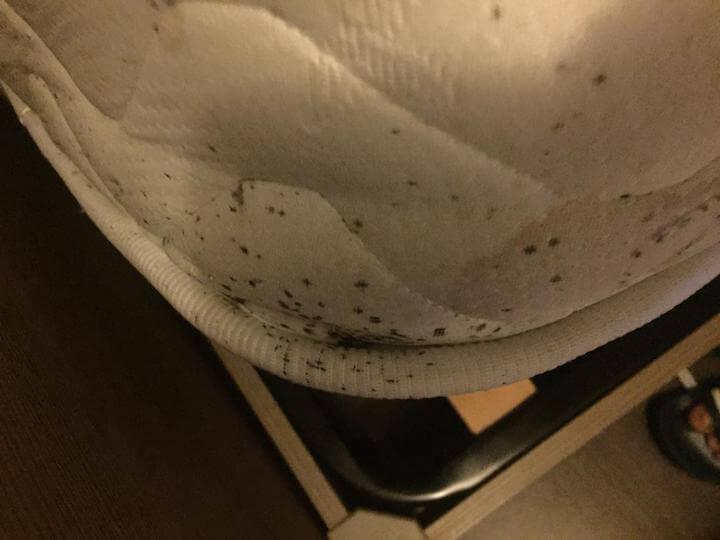 Dans certains hôtels sociaux, des punaises de lit prolifèrent dans les matelas.