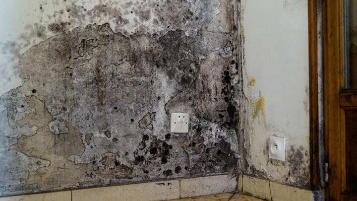Les murs moisis de certaines pièces provoquent une « odeur insupportable »