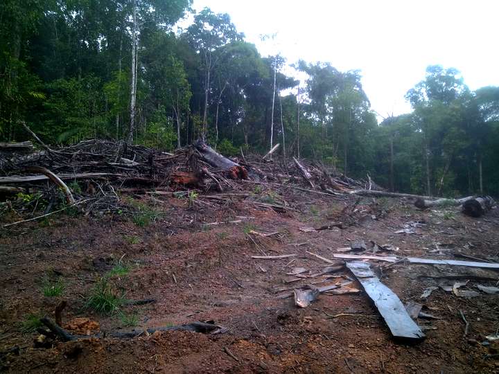 La Ceog aurait déjà déforesté 16,5 hectares de forêt et n'aurait mis en place « aucune des mesures d'évitement », notamment « des passages pour animaux qui devaient permettre de limiter les impacts sur la faune »