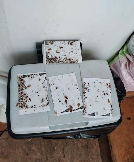 Les logements loués par Alain Corre étaient infestés de rats et de cafards