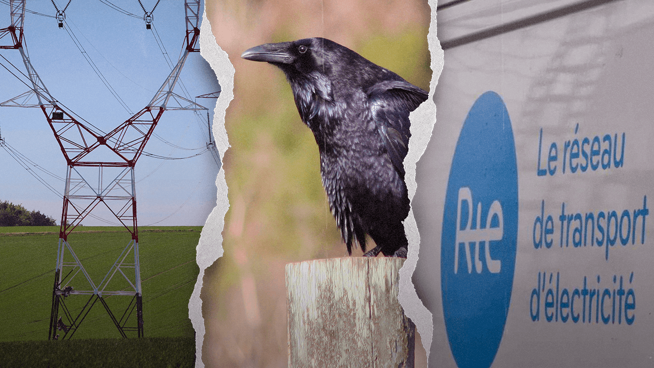 RTE, la filiale d’EDF mise en cause pour destruction d’espèces protégées