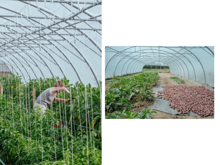 Sous une grande serre où poussent des tomates et de petites aubergines, Yvan (1) dresse des tuteurs de poivrons