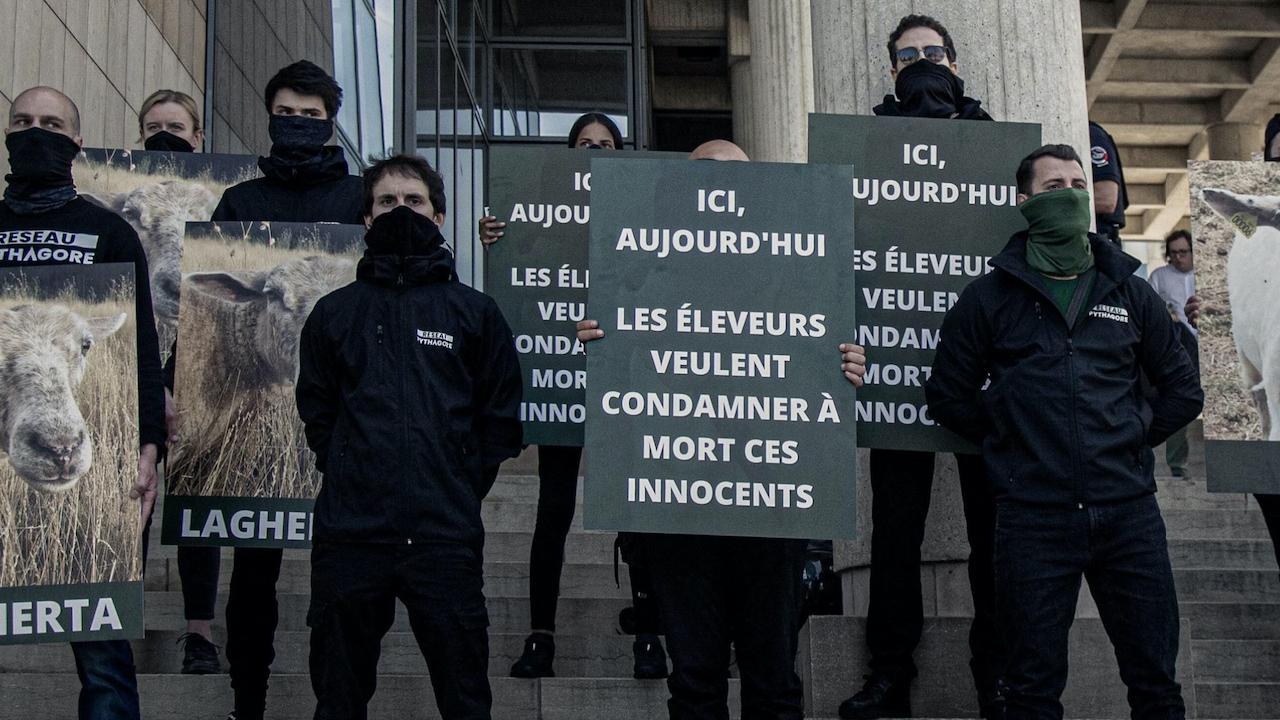 Animalistes : Le réseau Pythagore aime les animaux mais pas les musulmans et les LGBTQI+