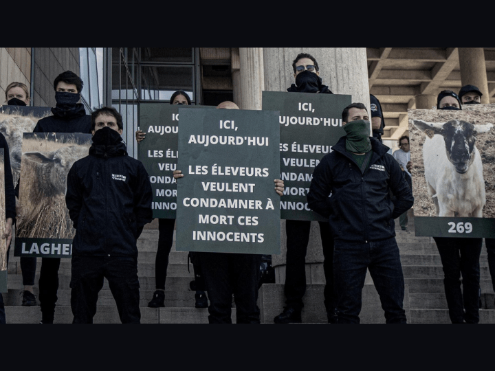 Depuis 2022, le réseau Pythagore multiplie les happenings pour sensibiliser le public à la cause animale. Mais derrière la « structure apartisane » se cachent des militants d’extrême droite proche de la galaxie néo-fasciste