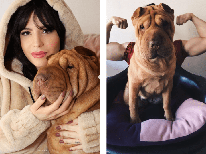 Dans la famille Dissident : Betty Autier, Le Raptor, leur petit garçon et leurs Shar Pei