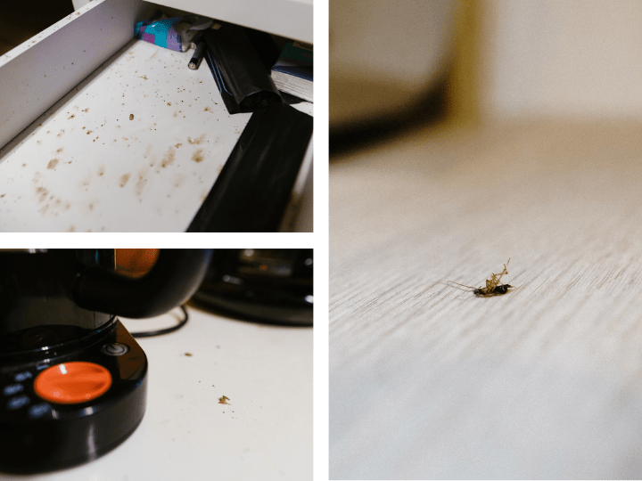 Des bouts de scotch ont été disposés pour contenir la prolifération croissante des cafards