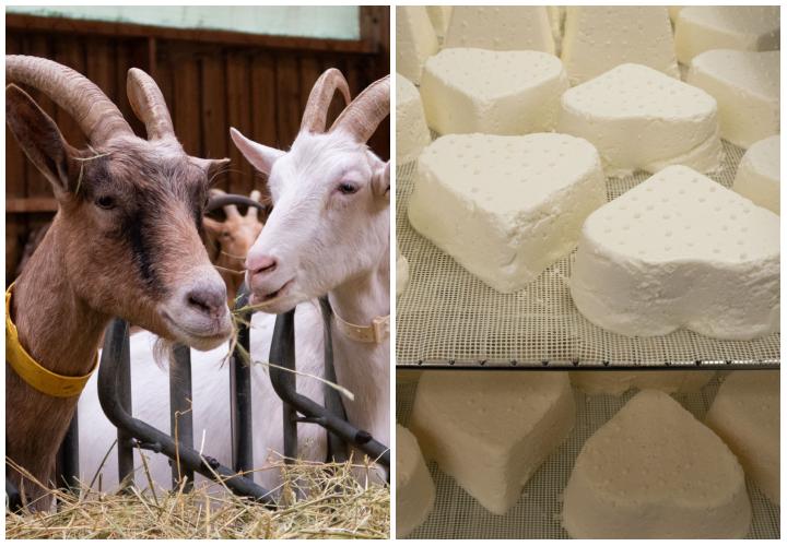 Même les biquettes en ont profité 