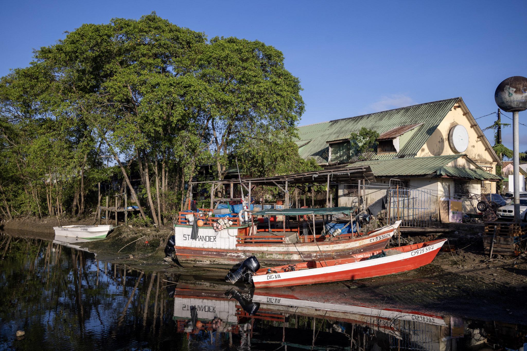 À Cayenne, de nombreux pêcheurs vendent leurs poissons à la Crique où des dizaines de bateaux sont amarrés près de la mangrove.