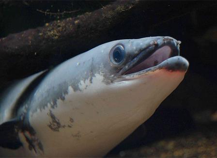 Pourquoi le vaccin fait flipper les Français