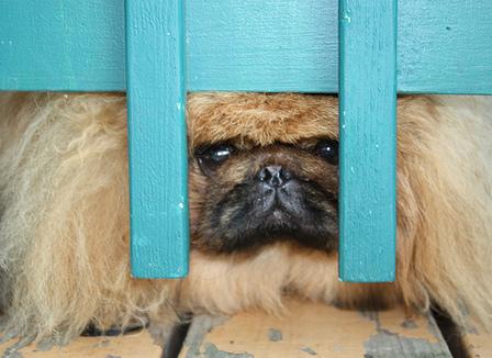 Rubrique des chiens écrasés 