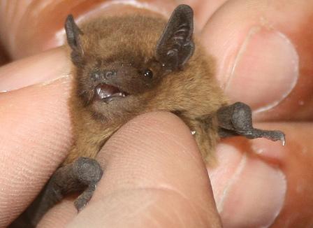Comment sauver des chauves-souris avec trois planches et deux clous ?