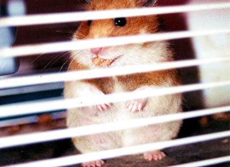 « Les détenus se comparent eux-mêmes à des travailleurs du tiers-monde »