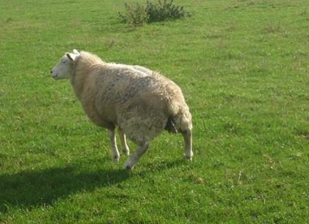 Pourquoi le vaccin fait flipper les Français