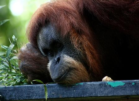 GreenPeace force Nestlé à annuler un contrat avec une entreprise qui déboise la forêt tropicale