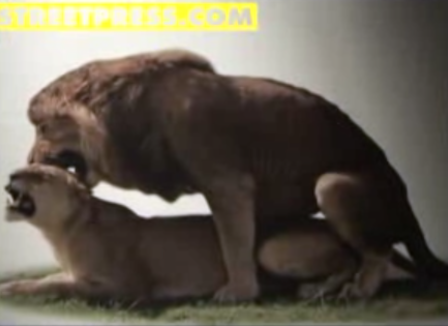 Vidéo : quelle bête de sexe êtes-vous ?