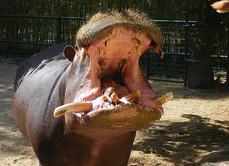 Le restaurant du zoo de Pékin boycotté après avoir proposé des plats à base d'hippopotame