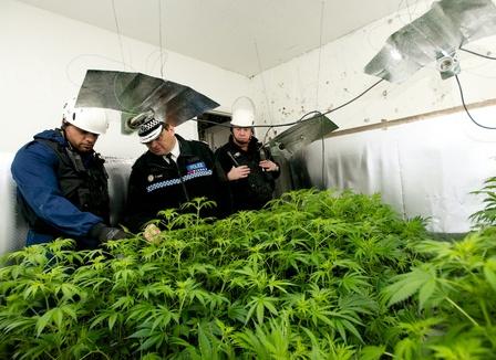  Le Cannabis Social Club perquisitionné : « La police s'est trompée d'ordinateur »