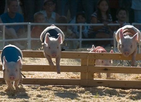 Au fait, combien ça coûte un stand au salon de l'agriculture ?
