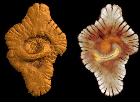 L'âge de la vie multicellulaire sur Terre repoussé de 1,3 milliards d'années !