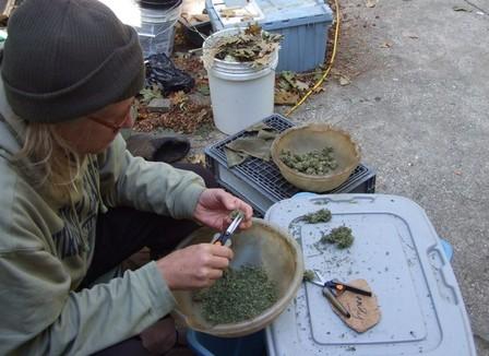 Romain part 3 semaines en Californie pour travailler dans une ferme à cannabis