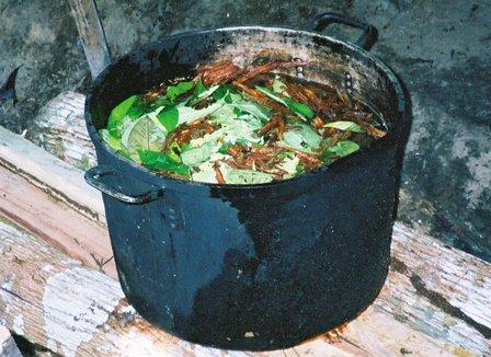 Le voyage Astral de Charlotte sous Ayahuasca dans les environs de São Paulo