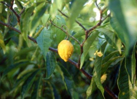 Marie part une semaine dans « un centre de traitement » au Costa Rica pour prendre de l'iboga